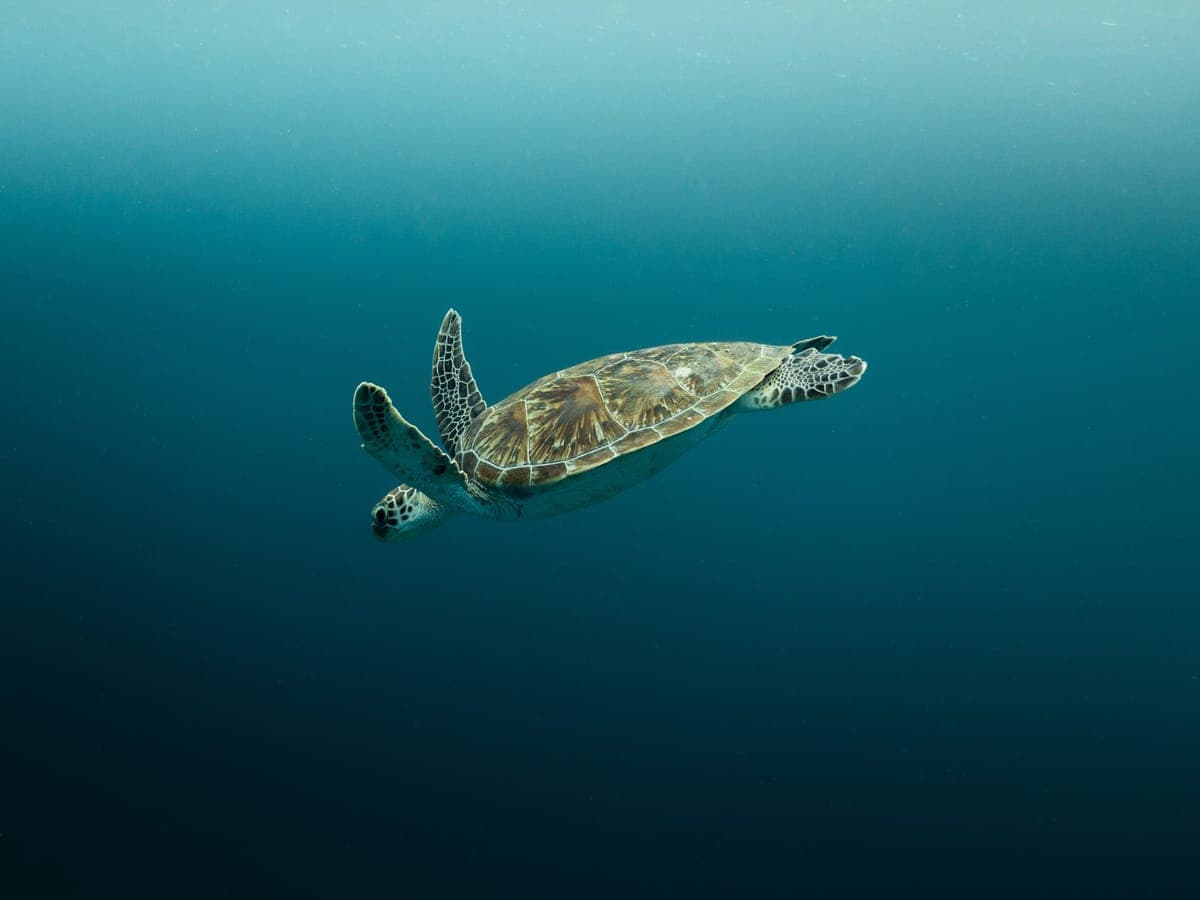 Turtle